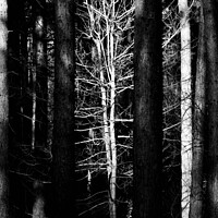 Buy canvas prints of sunlit woodland Monochrome by Simon Johnson