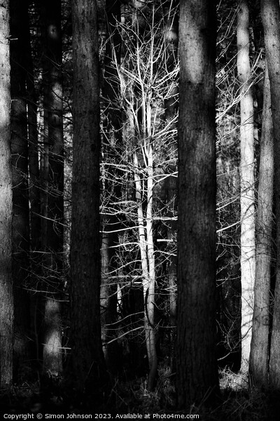 sunlit tree monochrome Picture Board by Simon Johnson