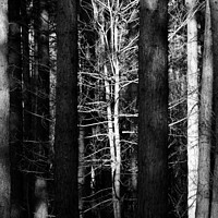 Buy canvas prints of sunlit tree monochrome by Simon Johnson