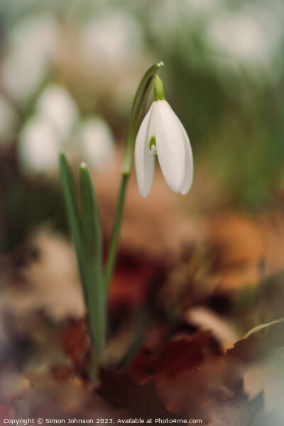 A close up of a  Snowdrop flower Picture Board by Simon Johnson