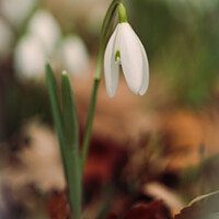Buy canvas prints of A close up of a  Snowdrop flower by Simon Johnson
