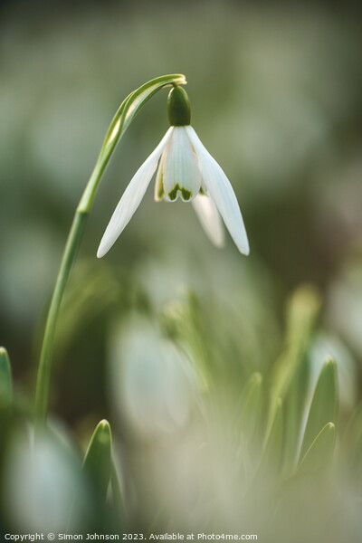 Snowdrop  flower Picture Board by Simon Johnson