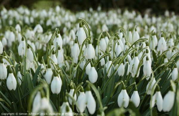 An army of Snowdrops  Picture Board by Simon Johnson