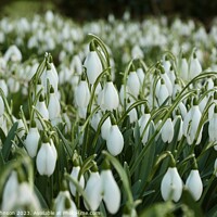 Buy canvas prints of An army of Snowdrops  by Simon Johnson