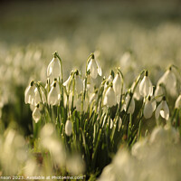 Buy canvas prints of field of Snowdrops by Simon Johnson