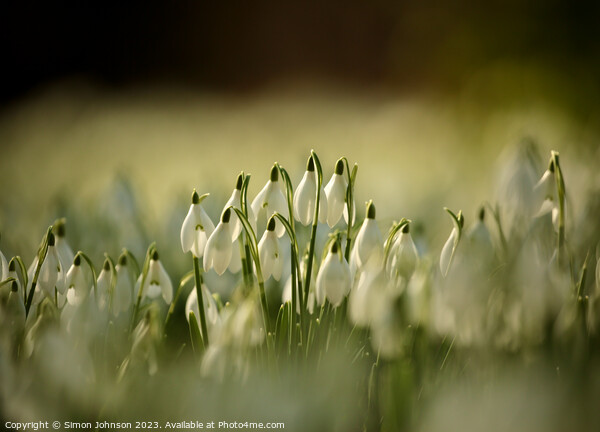 sunlit Snowdrops Picture Board by Simon Johnson