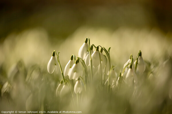 A close up of sunlit Snowdrops Picture Board by Simon Johnson