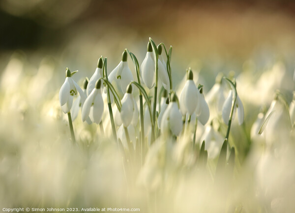 Sunlit Snowdrop Flowers  Picture Board by Simon Johnson