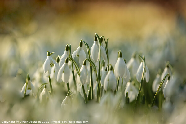 A close up of Snowdrop Flowers  Picture Board by Simon Johnson