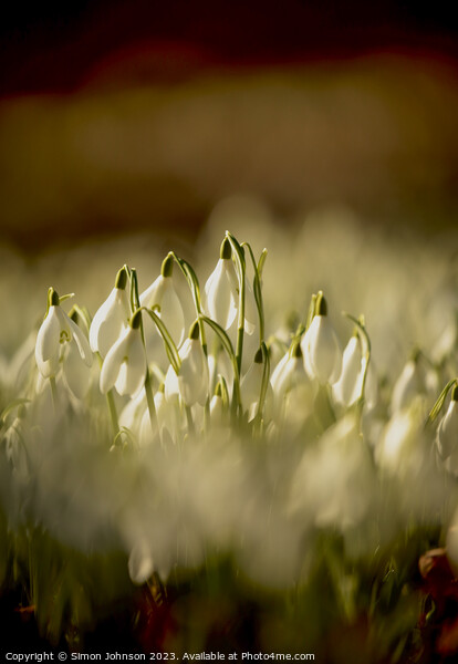 Snowdrop Flowers  Picture Board by Simon Johnson