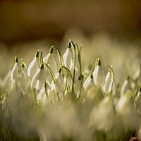 Buy canvas prints of Snowdrop Flowers  by Simon Johnson