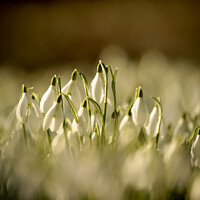 Buy canvas prints of Snowdrop flowers  by Simon Johnson