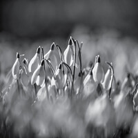 Buy canvas prints of Snowdrop flowers  by Simon Johnson