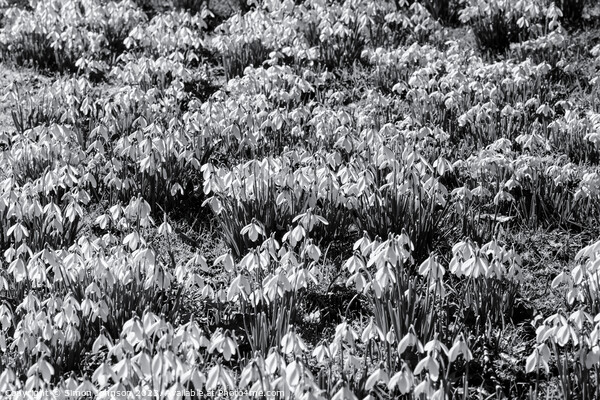 Snowdrop flowers monochrome  Picture Board by Simon Johnson