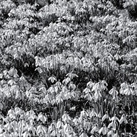 Buy canvas prints of Snowdrop flowers monochrome  by Simon Johnson