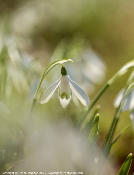 Snowdrop Flower  Picture Board by Simon Johnson