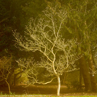 Buy canvas prints of Sunlit tree  by Simon Johnson