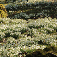 Buy canvas prints of River of Snowdrops  by Simon Johnson