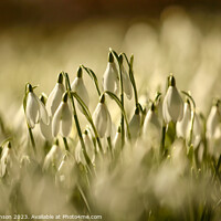 Buy canvas prints of Snowdrop  flowers by Simon Johnson