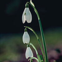 Buy canvas prints of Snowdrop flowers by Simon Johnson