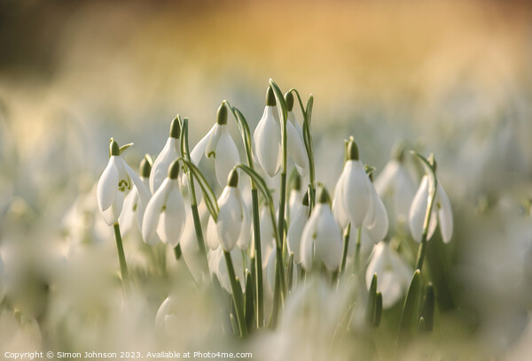 sunlit Snowdrops Picture Board by Simon Johnson