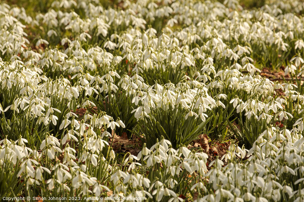 Snowdrop Flowers  Picture Board by Simon Johnson