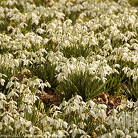 Buy canvas prints of Snowdrop Flowers  by Simon Johnson
