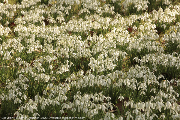 Snowdrop flowers  Picture Board by Simon Johnson