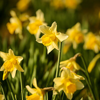 Buy canvas prints of Daffodils  flowers by Simon Johnson