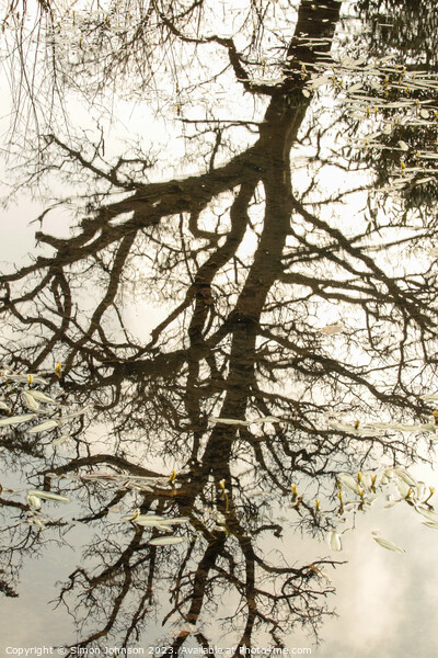 tree reflections in pond Picture Board by Simon Johnson