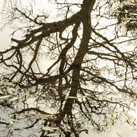 Buy canvas prints of tree reflections in pond by Simon Johnson