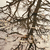 Buy canvas prints of tree reflections by Simon Johnson