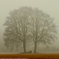 Buy canvas prints of Misty trees by Simon Johnson