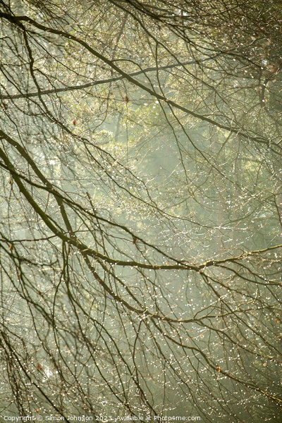 woodland dew drops Picture Board by Simon Johnson