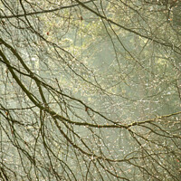 Buy canvas prints of woodland dew drops by Simon Johnson