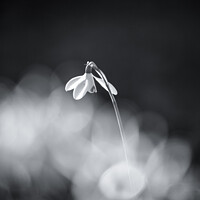 Buy canvas prints of   Snowdrop in the spotlight by Simon Johnson
