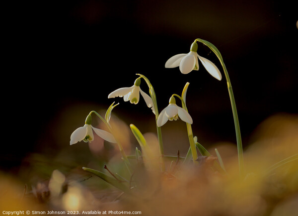 Snowdrop family  Picture Board by Simon Johnson