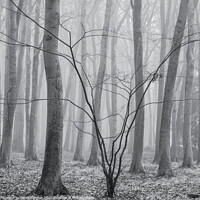 Buy canvas prints of Woodland  architecture  by Simon Johnson