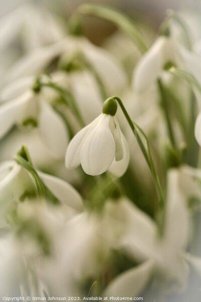 Snowdrop  flowers Picture Board by Simon Johnson