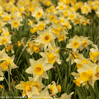 Buy canvas prints of Host of daffodils  by Simon Johnson