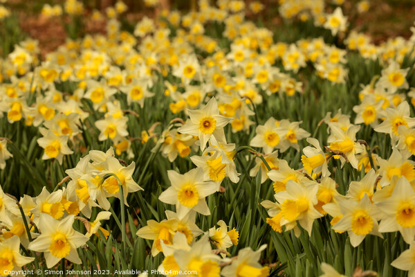 Daffodils  flowers Picture Board by Simon Johnson