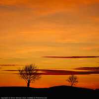 Buy canvas prints of Tree silhouettes at sunset by Simon Johnson