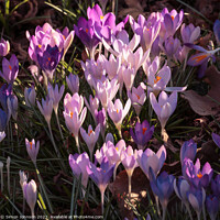 Buy canvas prints of sunlit  spring crocus flowers by Simon Johnson