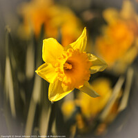 Buy canvas prints of sunlit daffodils  by Simon Johnson