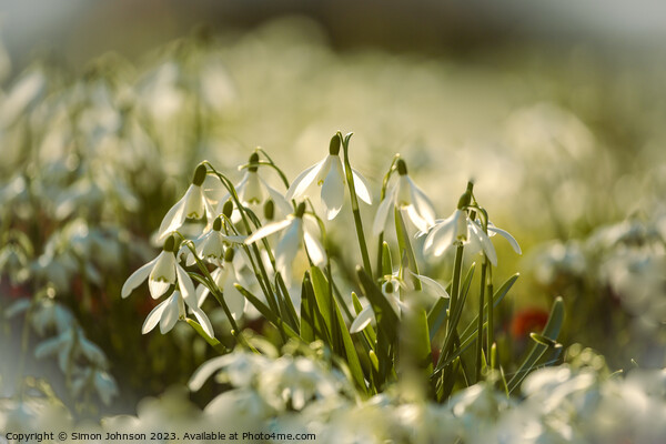  sunlit snowdrop flower  Picture Board by Simon Johnson