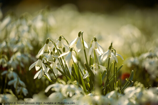 A close up of a sunlit dafodi flower Btsford Woods Cotswolds Gloucestershire  Picture Board by Simon Johnson