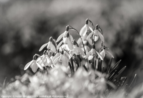 sunlit Snowdrops monochrome  Picture Board by Simon Johnson