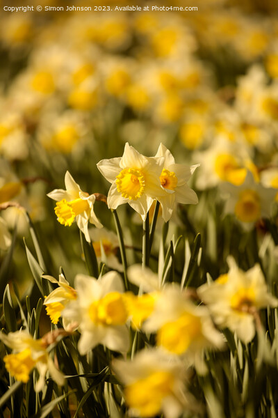  Daffodil  flowers for St Davids day Picture Board by Simon Johnson