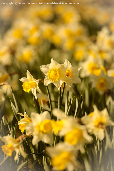 Daffodil  flowers Picture Board by Simon Johnson