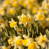 Buy canvas prints of Daffodil  flowers by Simon Johnson